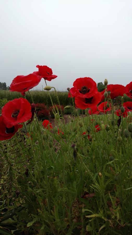 Bed and Breakfast Casale Forest Grove Esterno foto